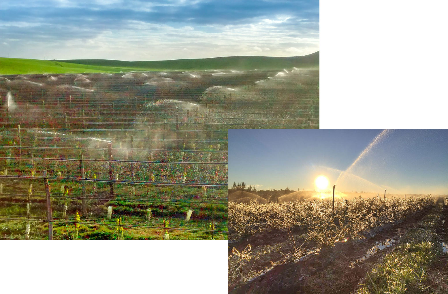 Aspersión anti heladas