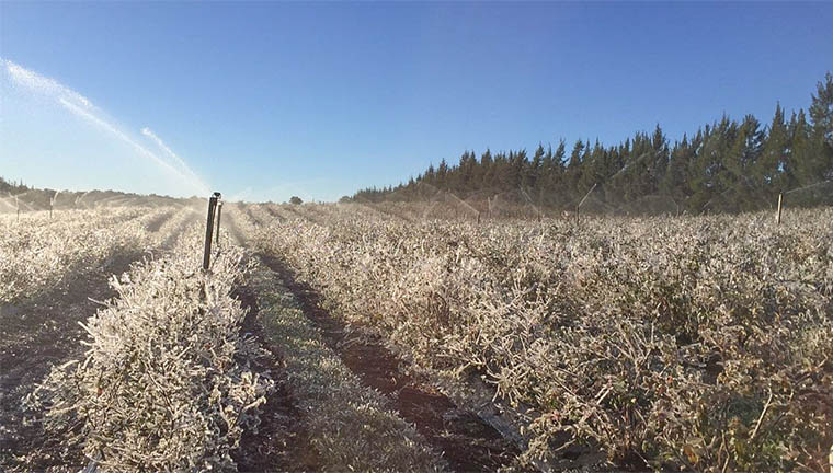 Aspersión anti heladas