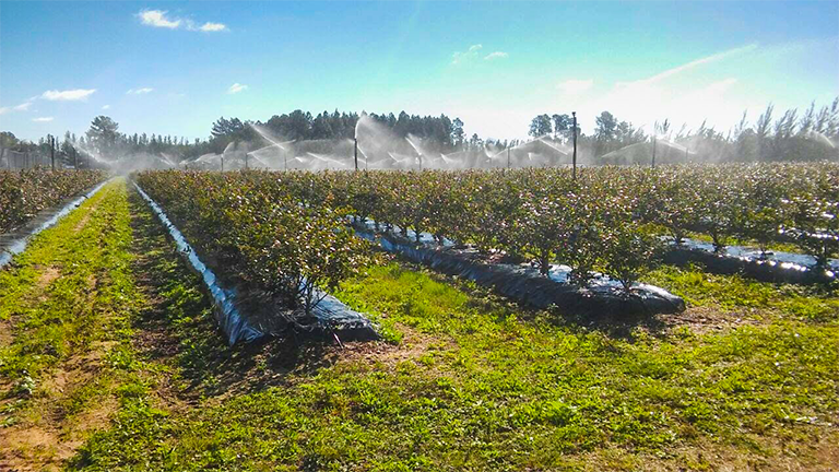 Aspersión anti heladas
